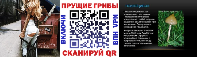 где купить наркоту  Тогучин  Псилоцибиновые грибы мицелий 